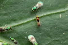 Chrysocharis