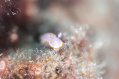 Verconia simplex
