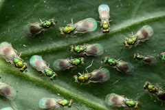 Chrysocharis