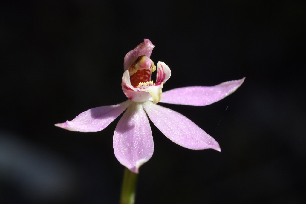 Caladenia bartlettii