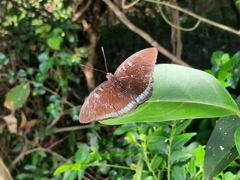 Tanaecia whiteheadi