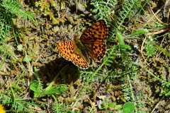 Boloria euphrosyne