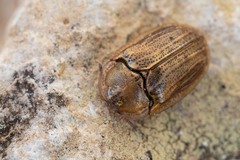 Hypocassida meridionalis