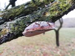 Phellinus pomaceus
