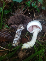 Agaricus xanthodermus