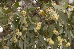 Eucalyptus dealbata