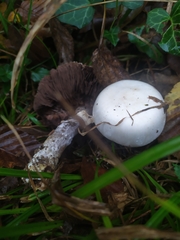 Agaricus xanthodermus