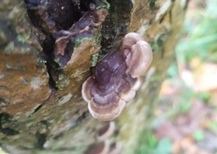 Auricularia mesenterica