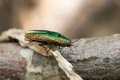 Lamprodila mirifica