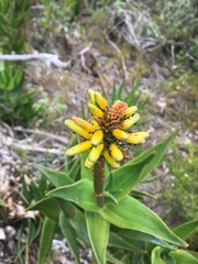 Aloiampelos commixta