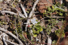 Wahlenbergia cernua