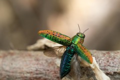 Lamprodila mirifica
