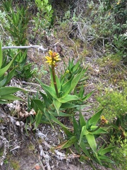 Aloiampelos commixta