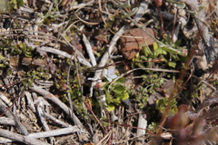Wahlenbergia cernua