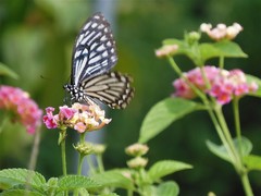Papilio clytia clytia