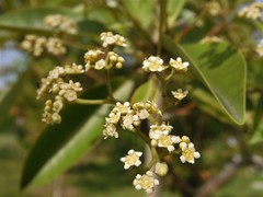 Tristaniopsis whiteana