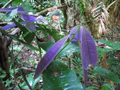 Lindsayomyrtus racemoides