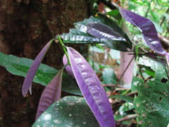 Lindsayomyrtus racemoides