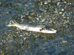 Oncorhynchus gorbuscha