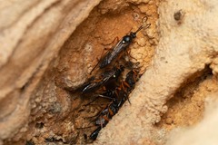 Diphyus quadripunctorius