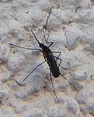 Aedes japonicus