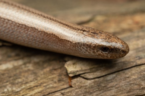 Italian Slowworm