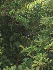 Pterorhinus chinensis