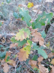 Quercus × cerrioides