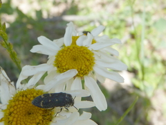 Acmaeoderella flavofasciata