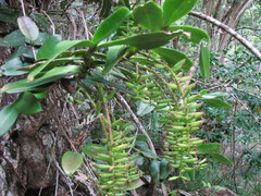 Robiquetia gracilistipes