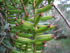 Robiquetia gracilistipes