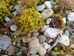 Tortella inclinata