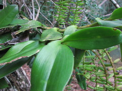 Robiquetia gracilistipes