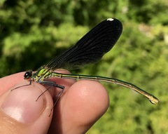 Calopteryx splendens intermedia