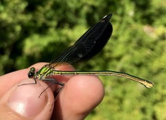 Calopteryx splendens intermedia