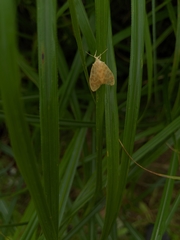 Hemipsilia coavestis