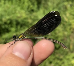 Calopteryx splendens intermedia