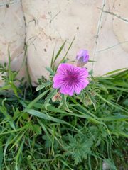 Geranium tuberosum