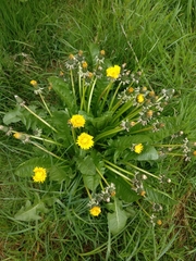 Taraxacum