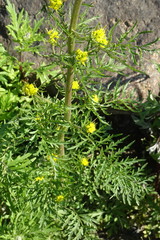 Descurainia sophioides