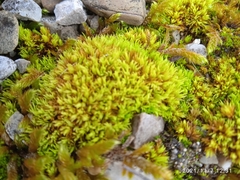 Tortella inclinata