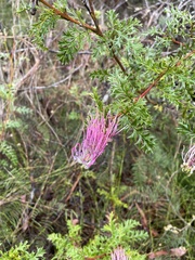 Grevillea acanthifolia