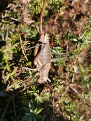 Ephippiger terrestris