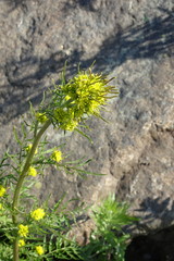 Descurainia sophioides