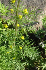 Descurainia sophioides