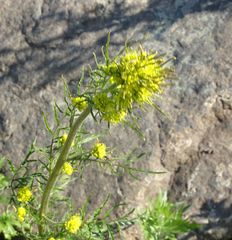 Descurainia sophioides