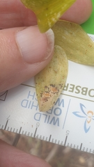 Puccinia myrsiphylli