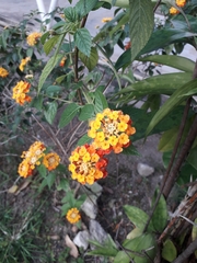 Lantana camara