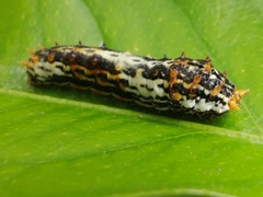 Papilio demodocus demodocus