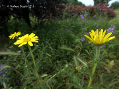 Anacyclus radiatus